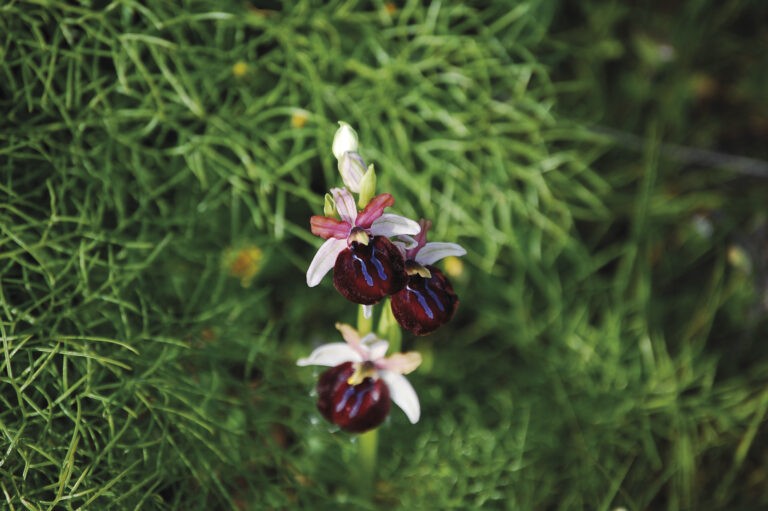 Orchids of the Umbrian forest: a unique spectacle in the heart of the Gargano