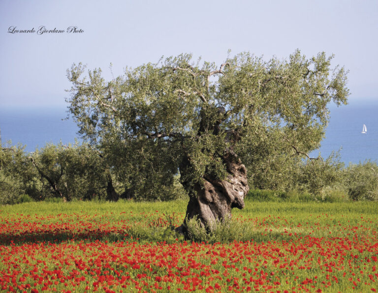 The scent and taste of Puglia: Monte Sant’Angelo oil